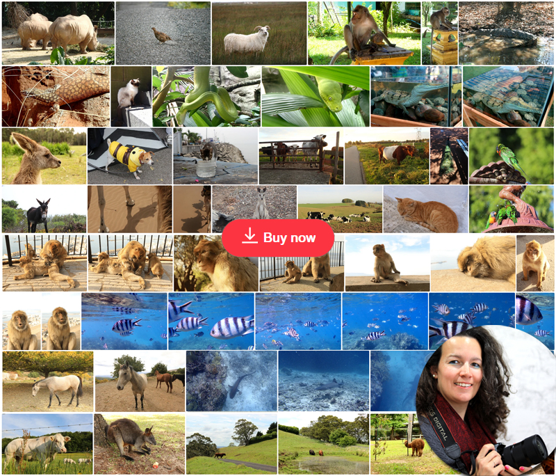 Animals Style Collections Delphine Camberlin ShutterStock