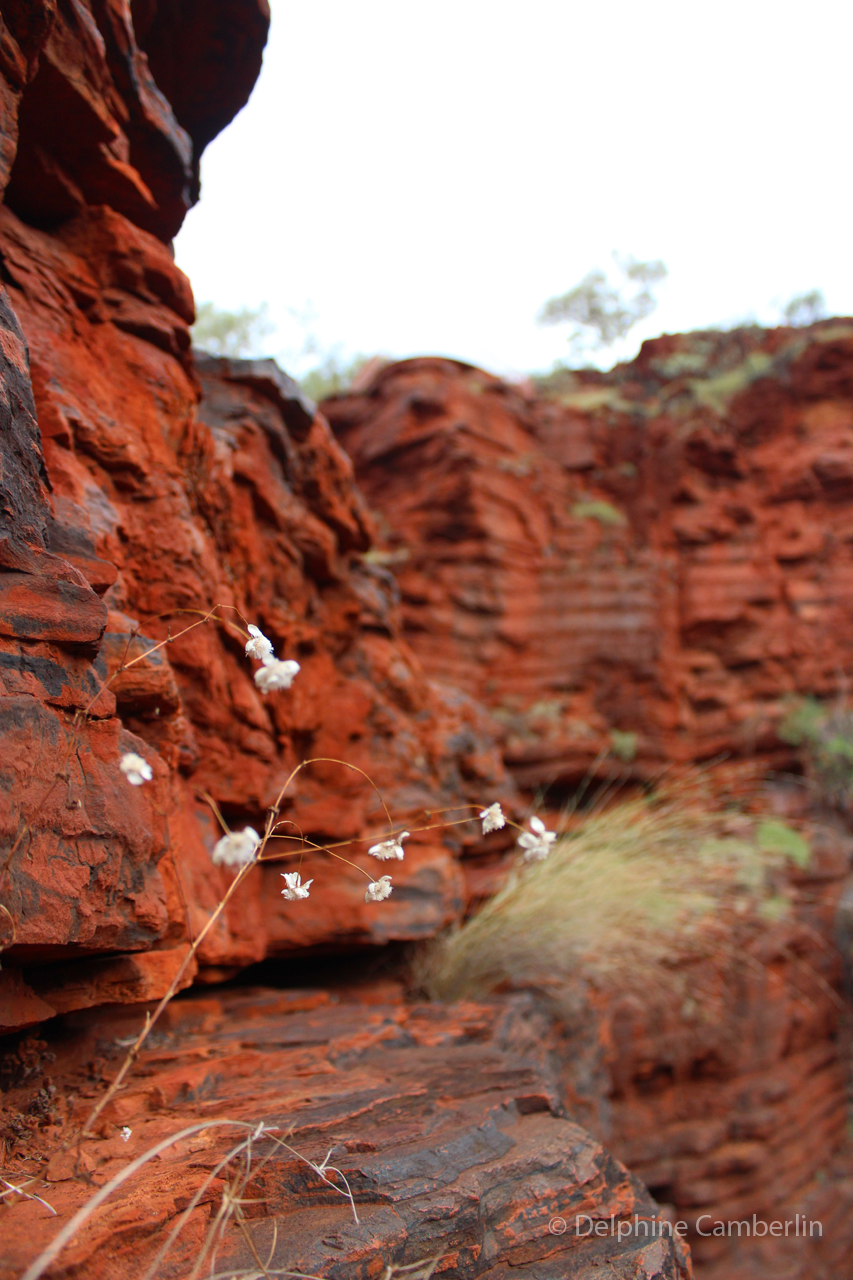 Red rock gorge