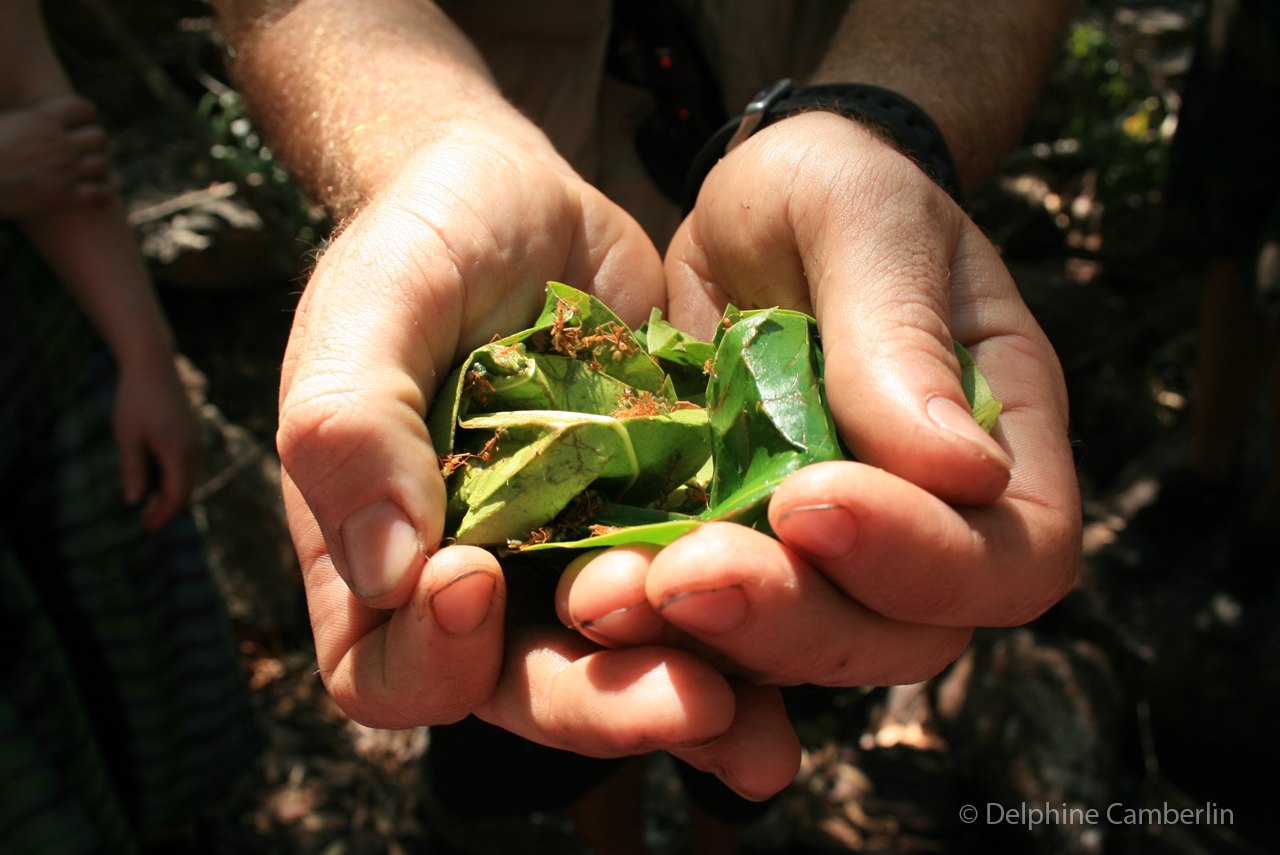 Bush tucker Australian food culture indigenous