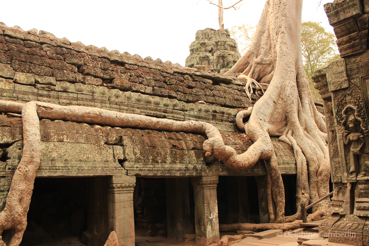 Ta Prohm — tree roots over temple walls, Angkor
