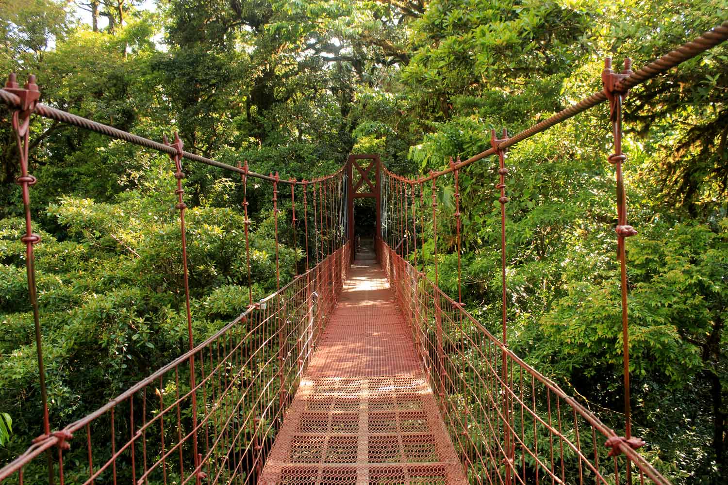 Canopy Monteverde