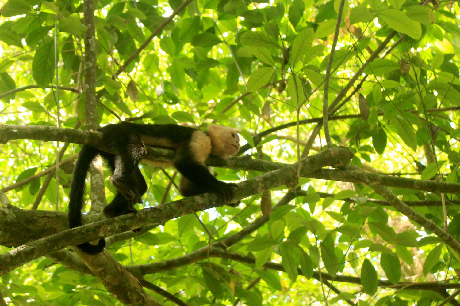 Corcovado White Monkey
