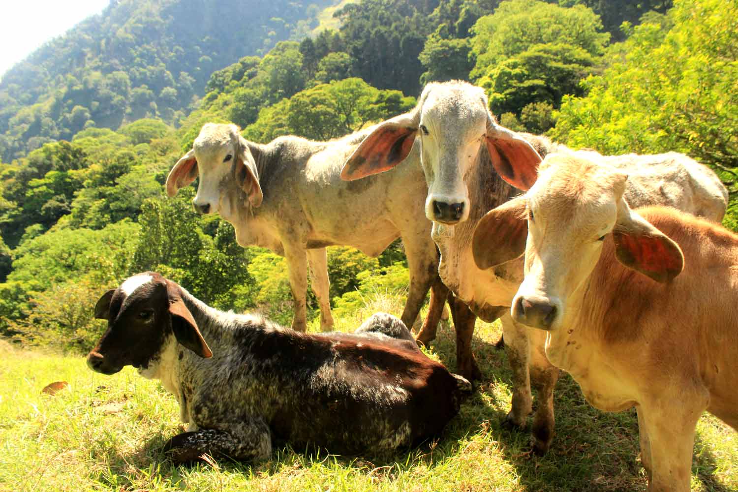 Cows Pico Branco