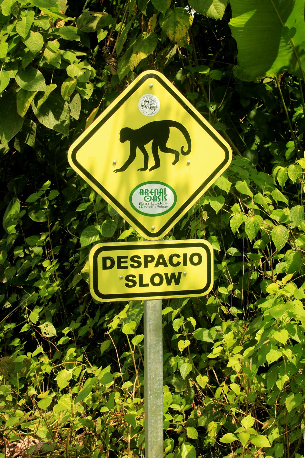Despacio Slow Monkey Sign