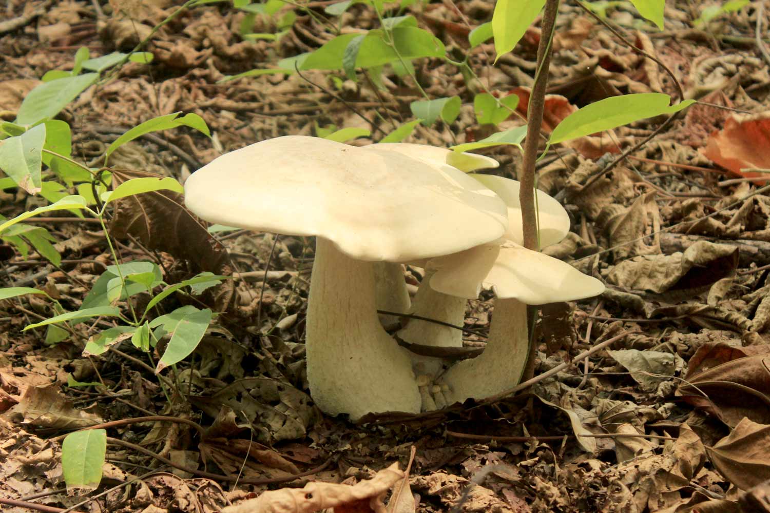 Muschroom