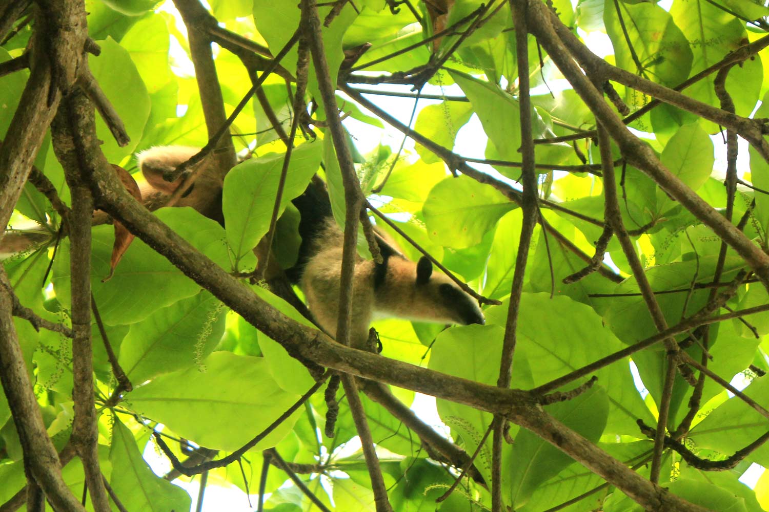 Tamandua Corcovado