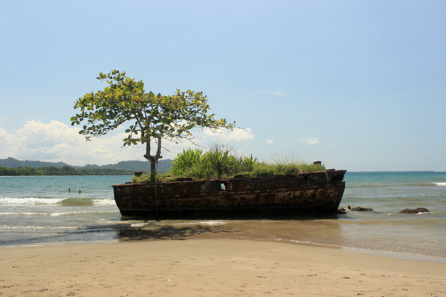 Tree Garden On Wrack