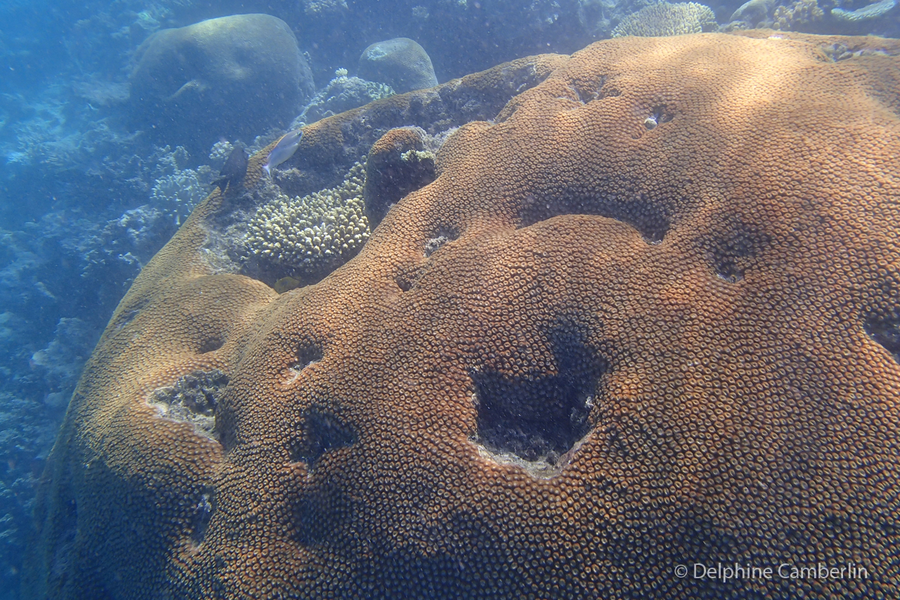 Fiji soft coral reef underwater diving