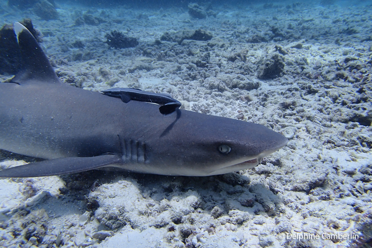 Shark diving Fiji
