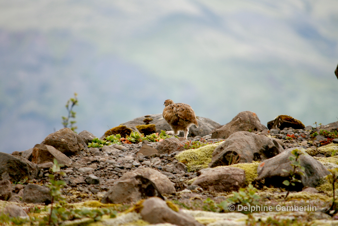 Puffin bird Iceland Westfjords