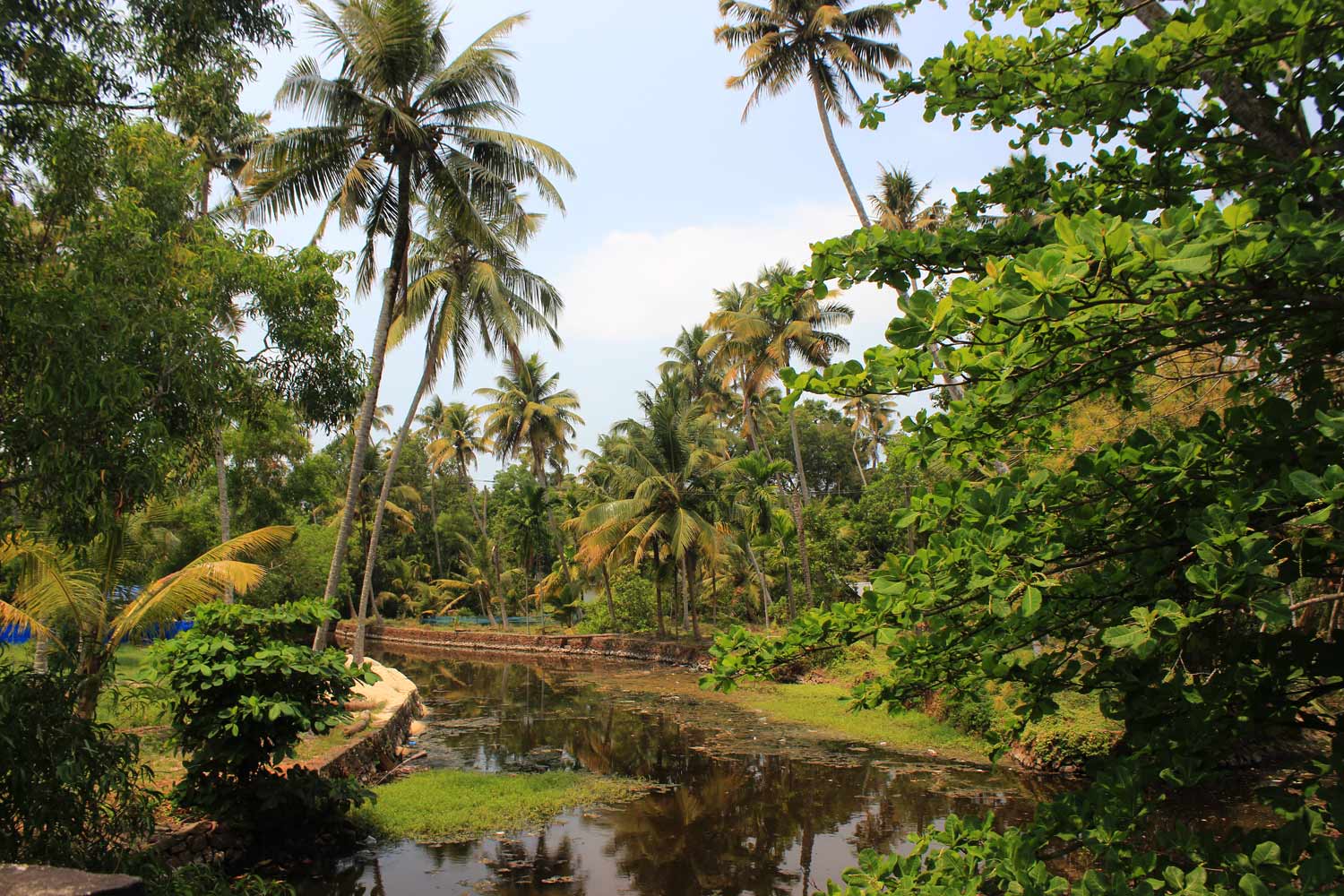 River through jungle, northern India