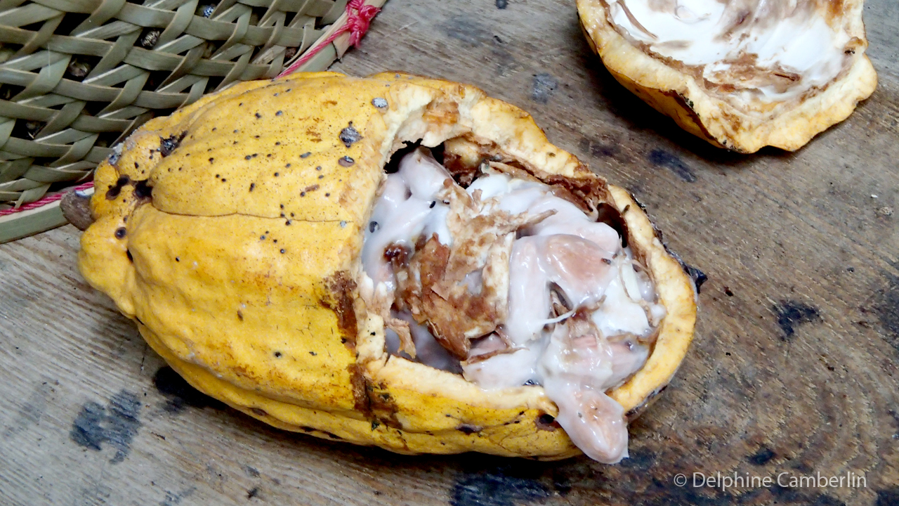 Raw cacao beans — broad-bean variety from Indonesia, the foundation of chocolate