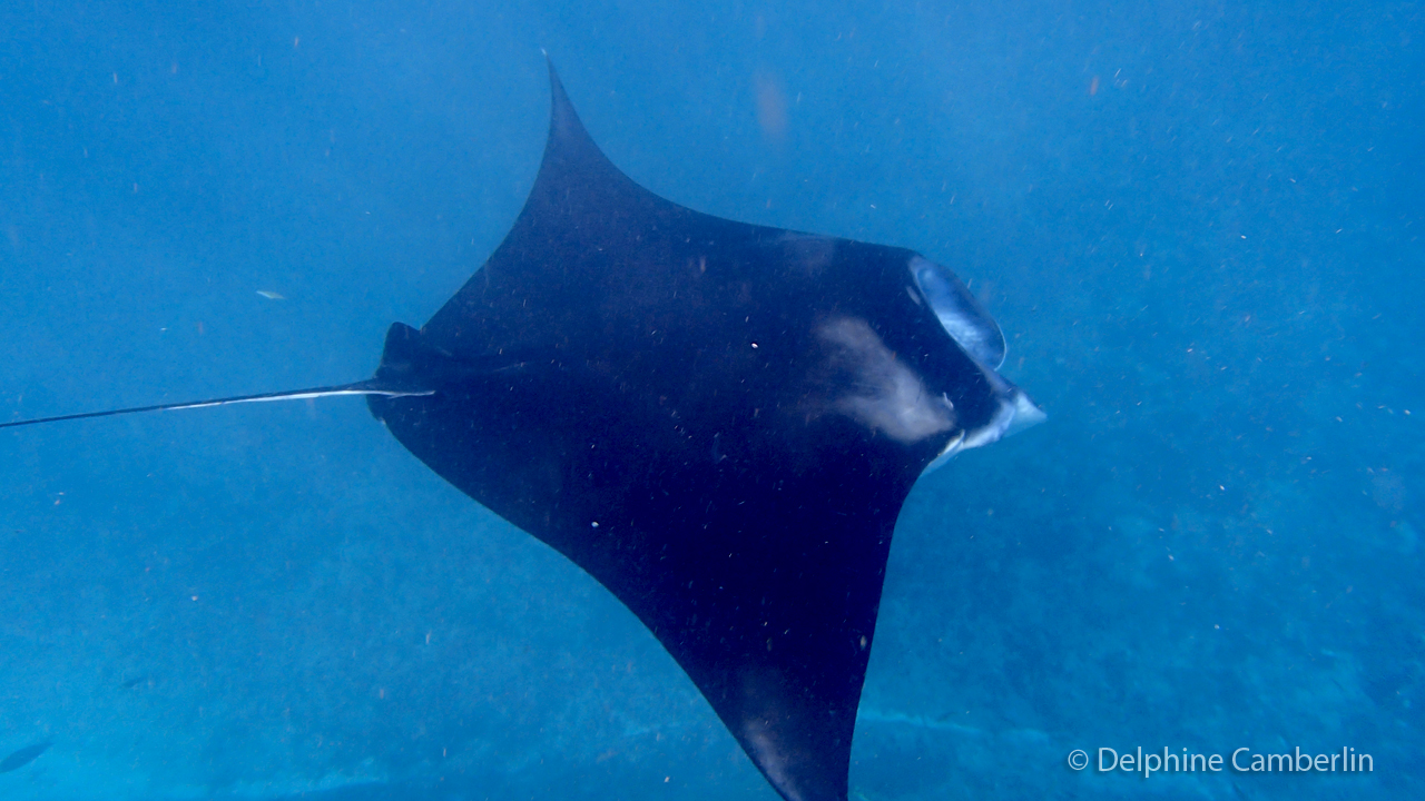 Whale and marine wildlife