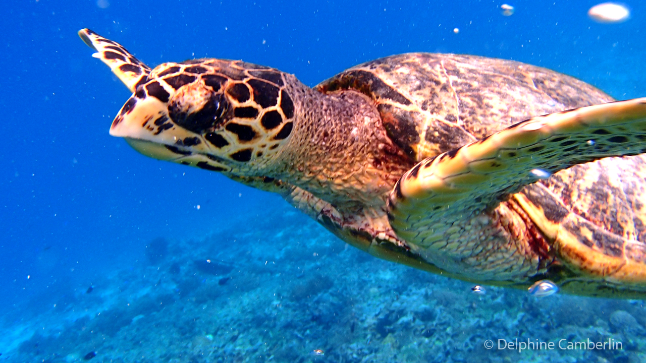 Sea turtle Lombok Indonesia