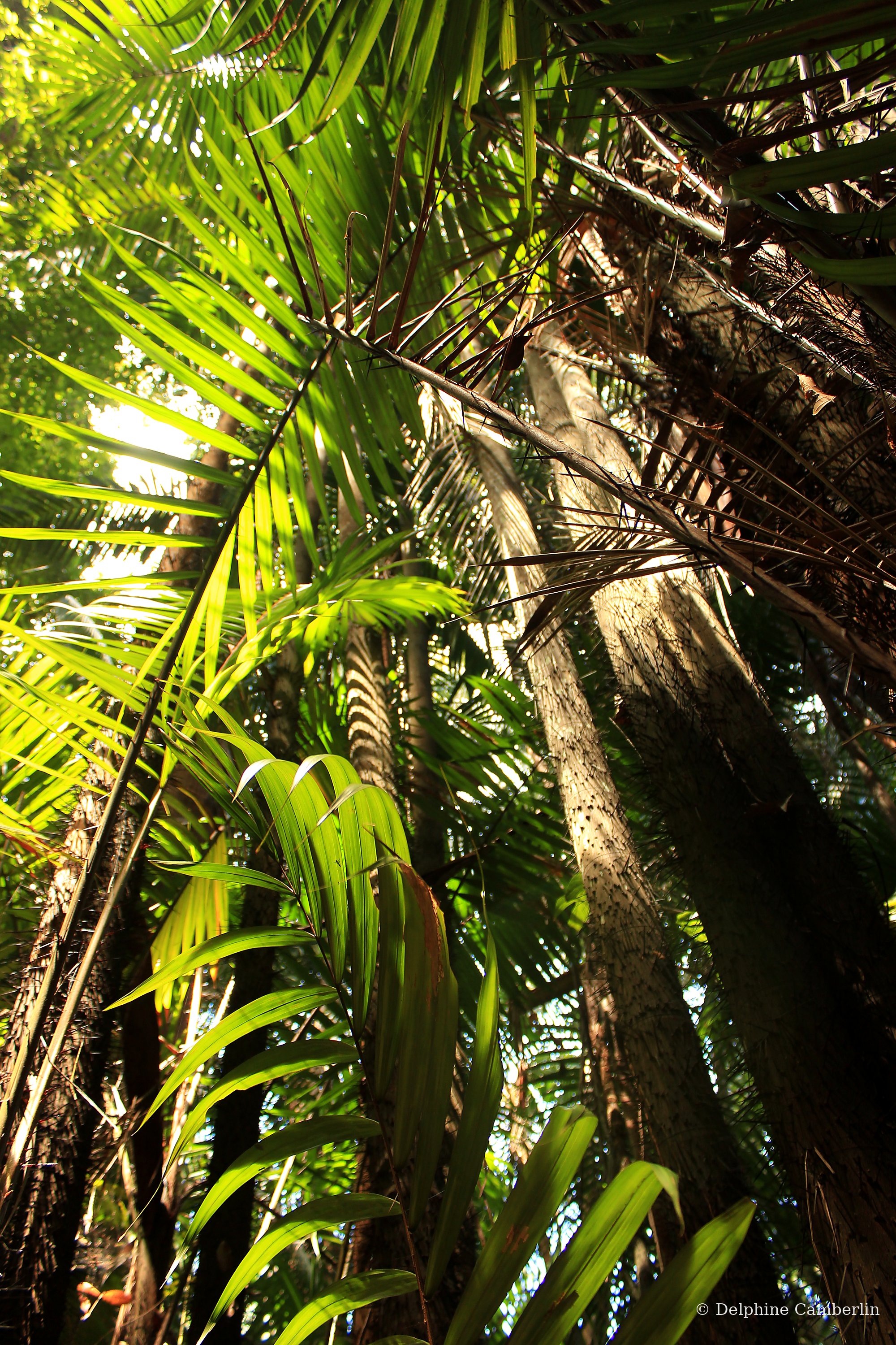 Tana Toraja, Sulawesi — jungle canopy