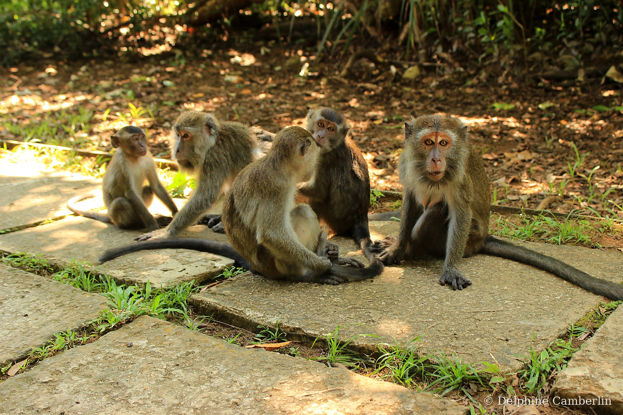 Tangkoko Sulawesi macaques grooming in coastal jungle