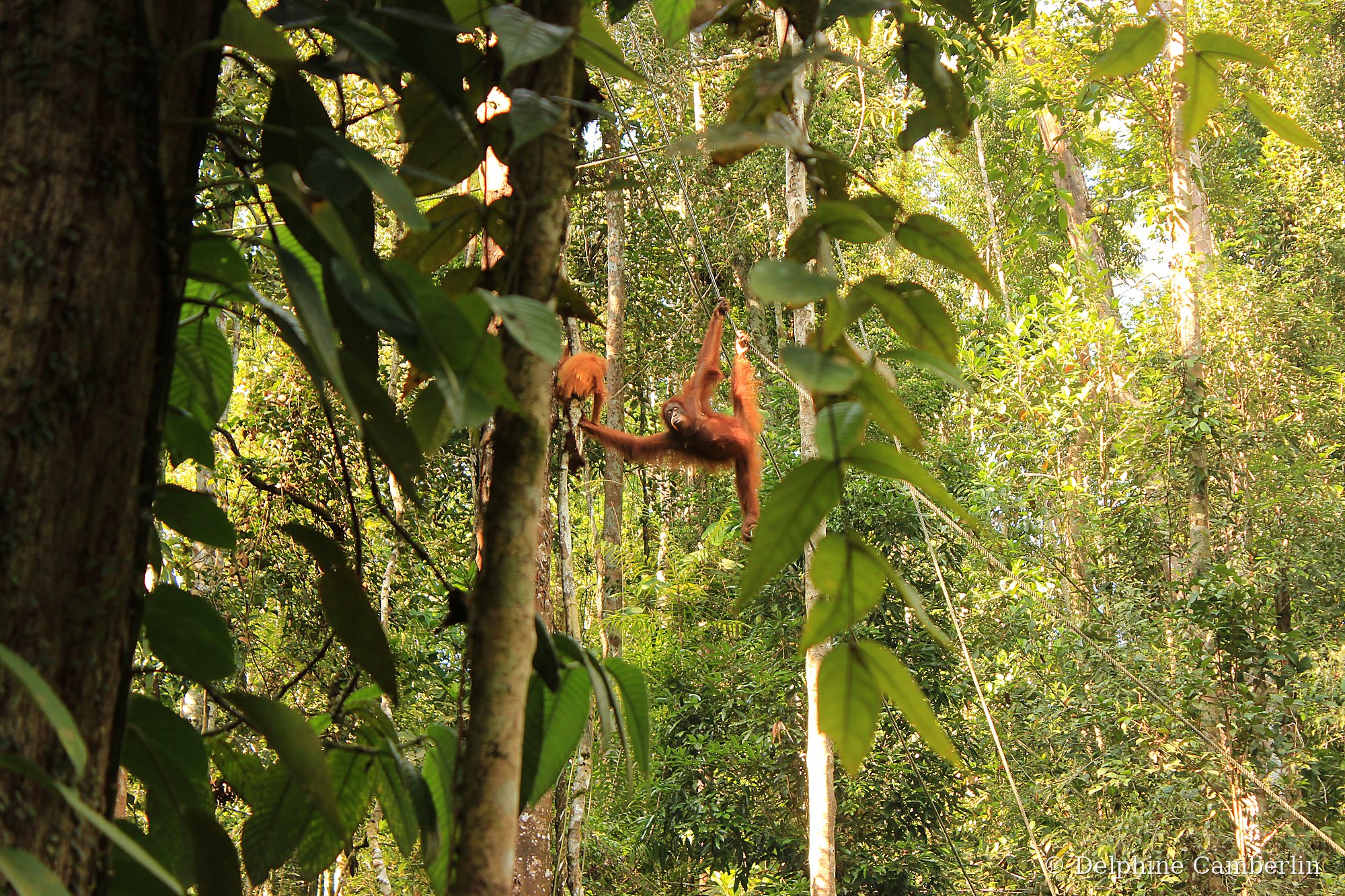 Bukit Lawang orangutan in jungle canopy