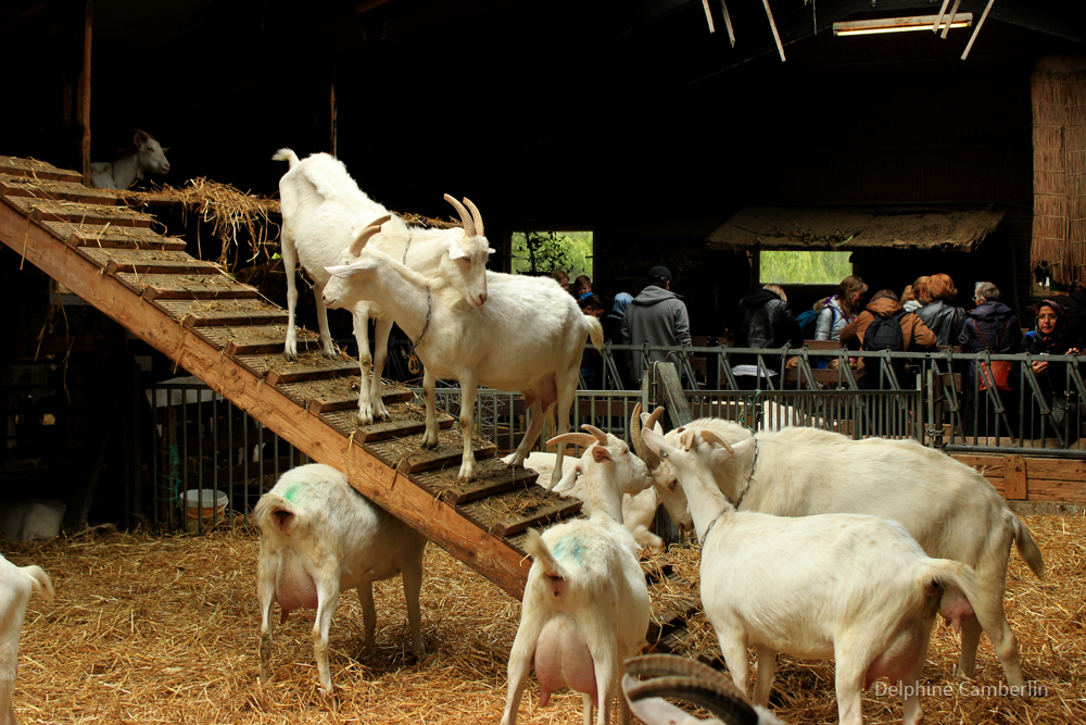 Goat farm Ridammerhoeve