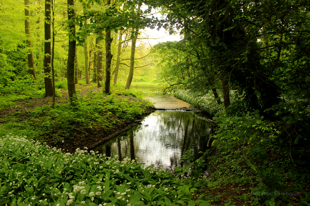 Amsterdamse Bos lake