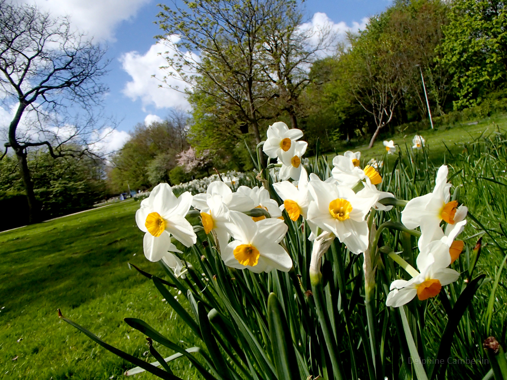 Westerpark flowers, Amsterdam