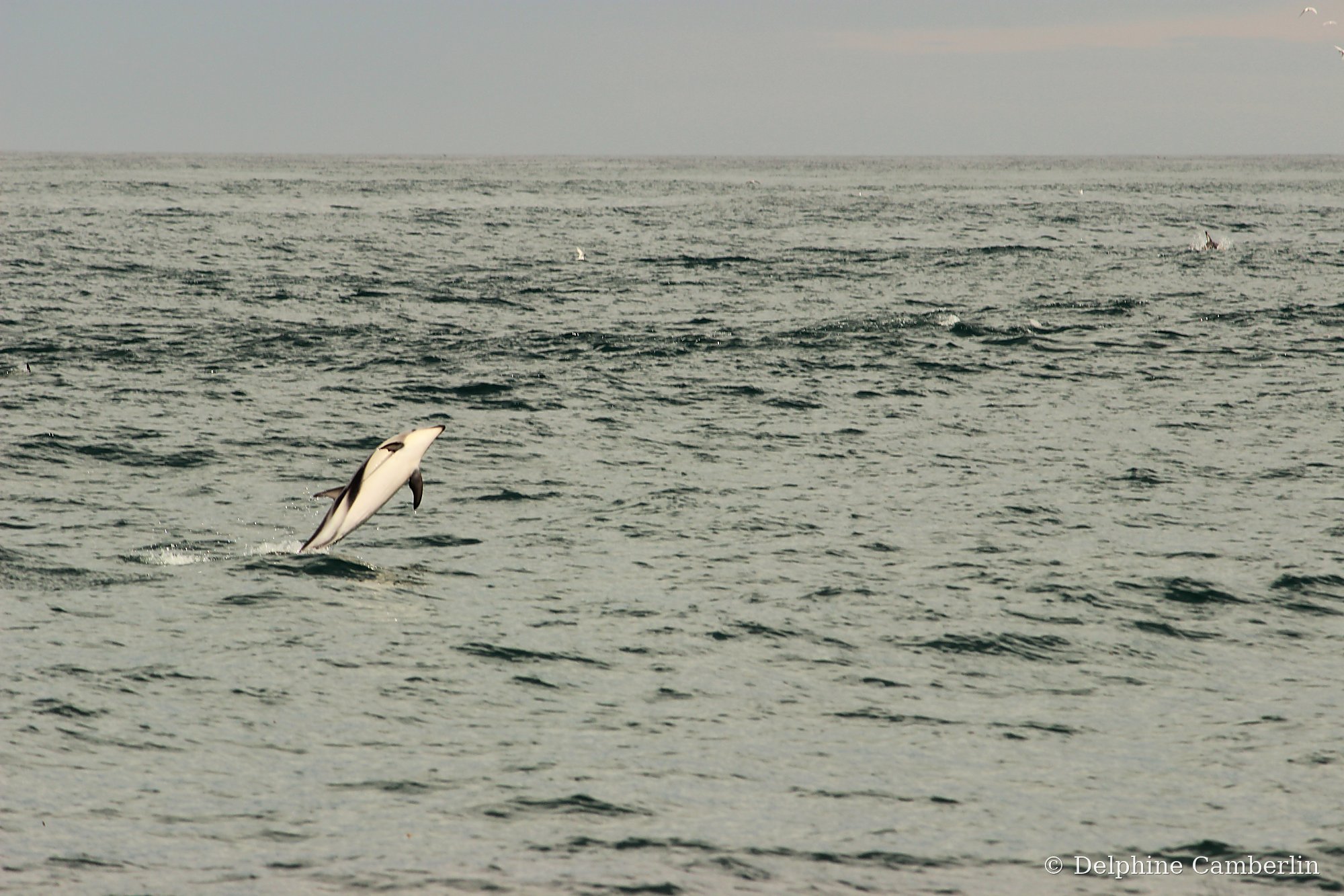 Hector's dolphin jumping Kaikoura South Island New Zealand