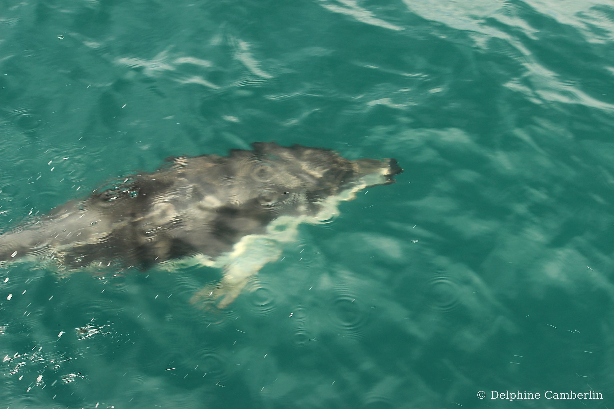 Dusky dolphin underwater Kaikoura New Zealand