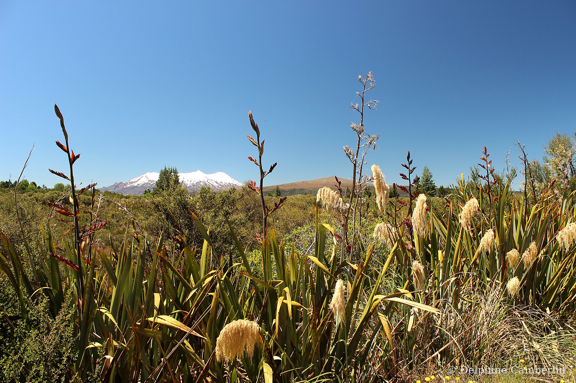 Mount Ruapehu through grass — Tongariro National Park