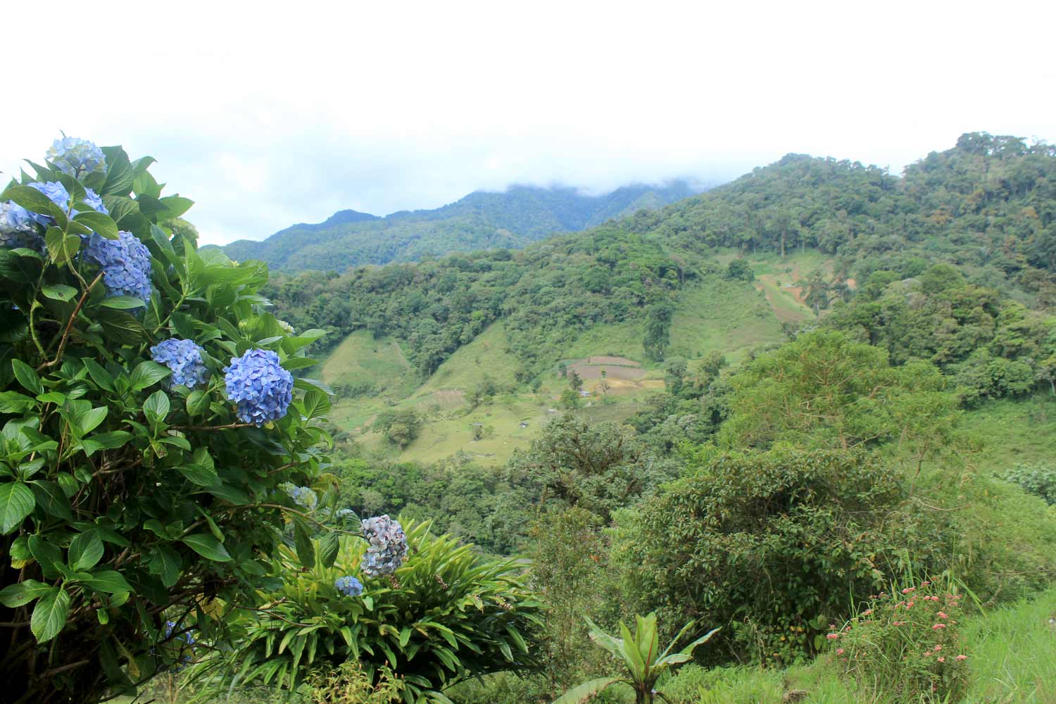 Panama jungle rainforest biodiversity
