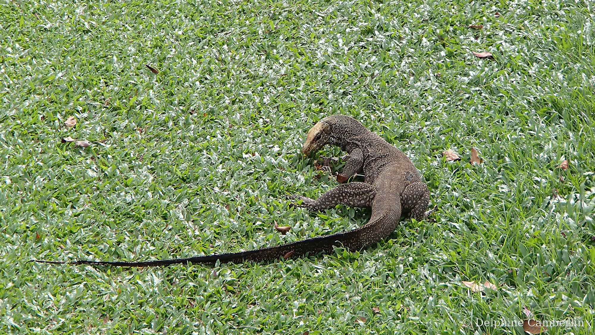 Asian water monitor lizard basking on grass in a Singapore park reserve