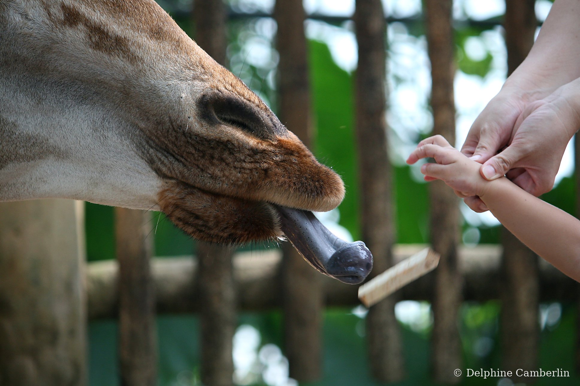 Captive giraffe being hand-fed by a child — example of exploitative wildlife tourism to avoid