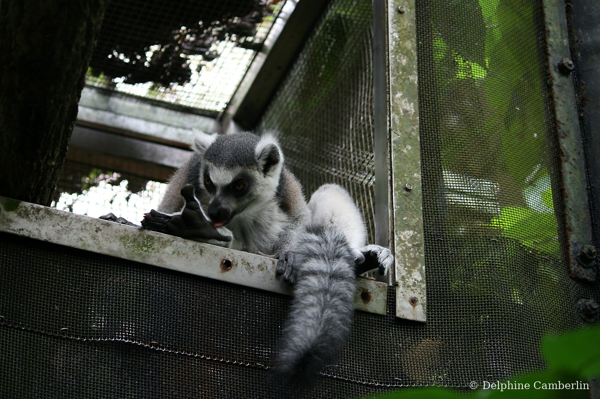 Lemur perched inside metal mesh enclosure — spot the captivity before you click