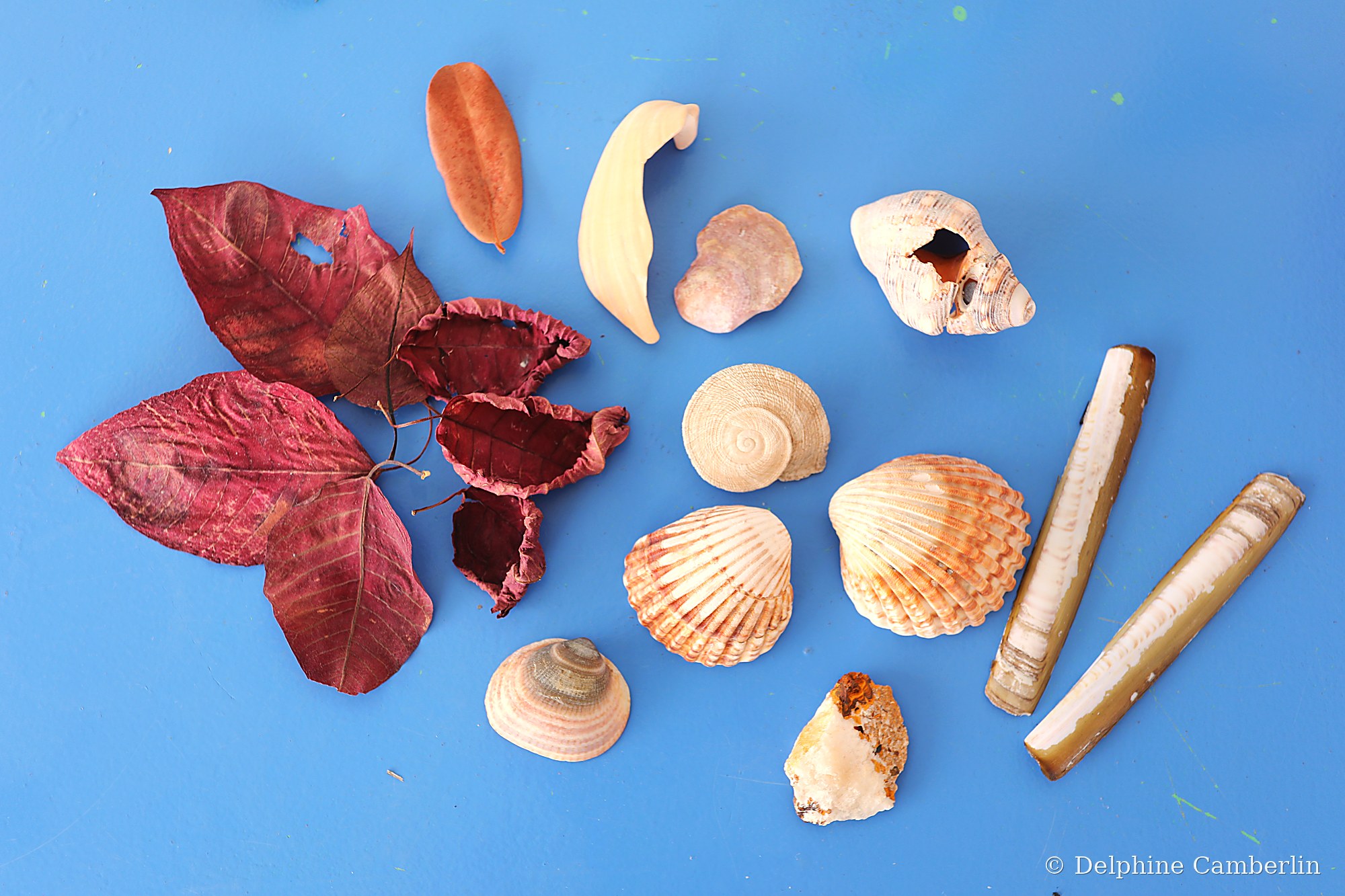 Shells and coral collected on a beach — do not buy