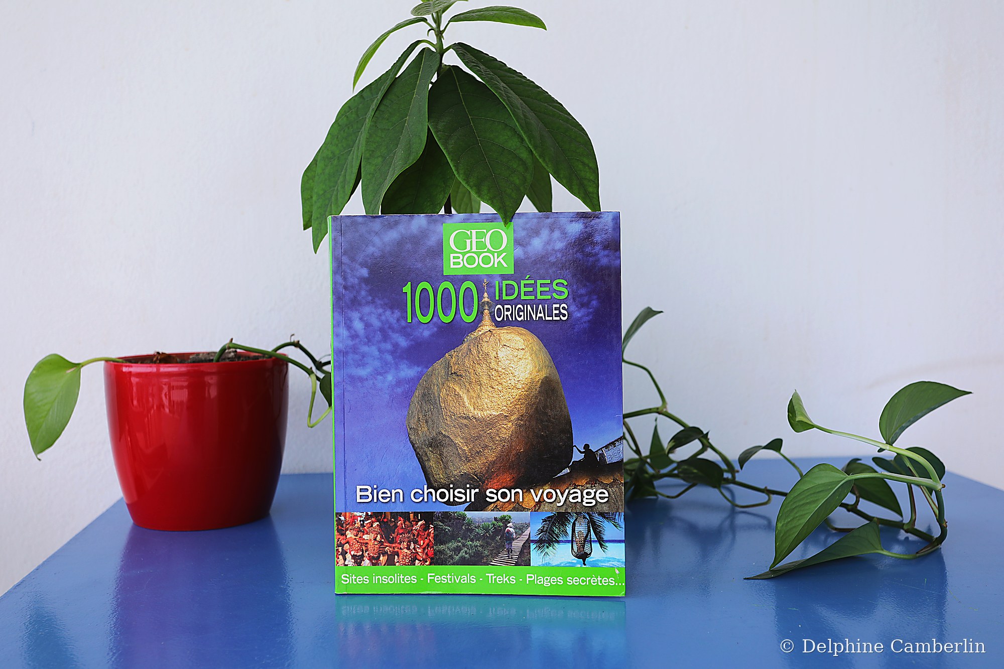 Eco travel inspiration guidebook with plant