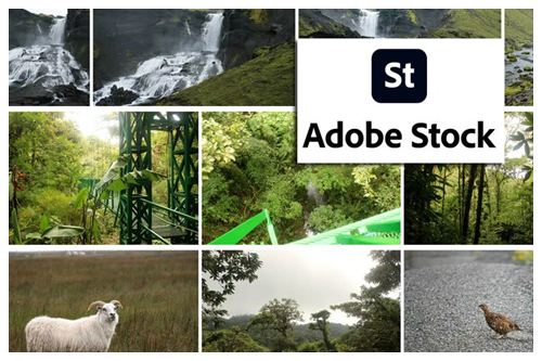 Adobe Stock contributor profile