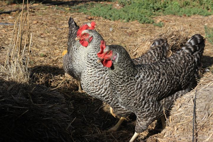 REC.ON Co-living, Vélez-Rubio, Spain – Free range hens eco farm